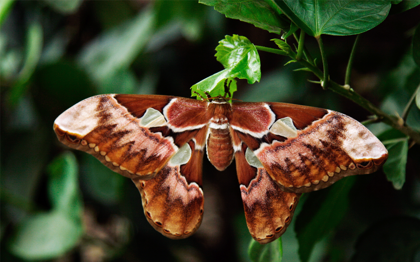 Attacus atlas