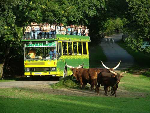 Safaribus - ZOO Dvůr Králové