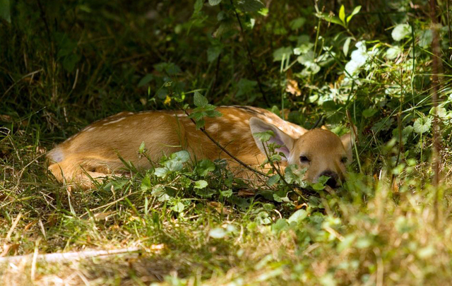 ZOO Ostrava