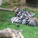 ZOO-Zlin-Lesna-1.jpg