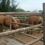 Zoopark-Zajezd10.jpg