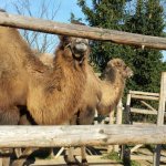 Zoopark-Zajezd5.jpg