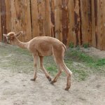 Zoopark-Zajezd9.jpg