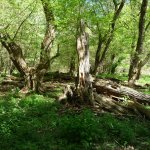 habruvecka-bucina-narodni-prirodni-pamatka-2.jpg