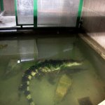 krokodyli-zoo-protivin-3.jpg