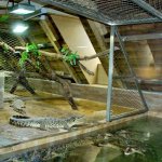 krokodyli-zoo-protivin-4.JPG
