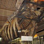 prirodovedecke-muzeum-nm3.jpeg