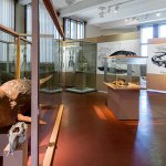 prirodovedecke-muzeum-nm4.jpeg