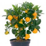 raduň-oranžerie-3.jpg