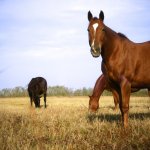 ranc-gallop.jpg