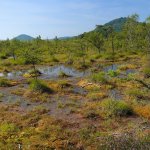 swamp-narodni-prirodni-pamatka-2.jpg