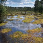 swamp-narodni-prirodni-pamatka-3.jpg