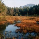 swamp-narodni-prirodni-pamatka-4.jpg