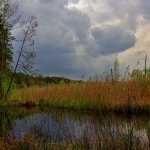 swamp-narodni-prirodni-pamatka-5.jpg