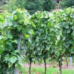 zernosecke-vinarstvi-7.jpg