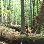 zofinsky-prales-1.jpg