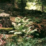 zofinsky-prales-5.jpg