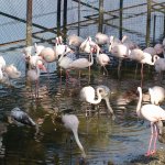 zoo-ohrada-hluboka-nad-vltavou-10.jpg