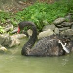 zoo-ohrada-hluboka-nad-vltavou-5.jpg