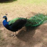 zoo-ohrada-hluboka-nad-vltavou-6.jpg