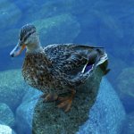 zoo-ohrada-hluboka-nad-vltavou-7.jpg