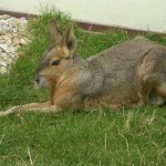 zoo-ohrada-hluboka-nad-vltavou-8.jpg