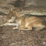 zoo-ohrada-hluboka-nad-vltavou-9.jpg