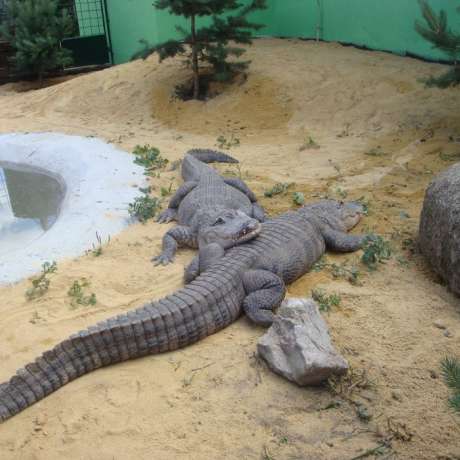 Fotopark Krokodýl