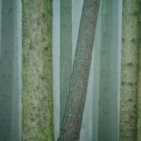 Les - Forest - Wald, Šimon Pikous, Jindřich Čermák, Filip Singer, Martin Wágner ad.