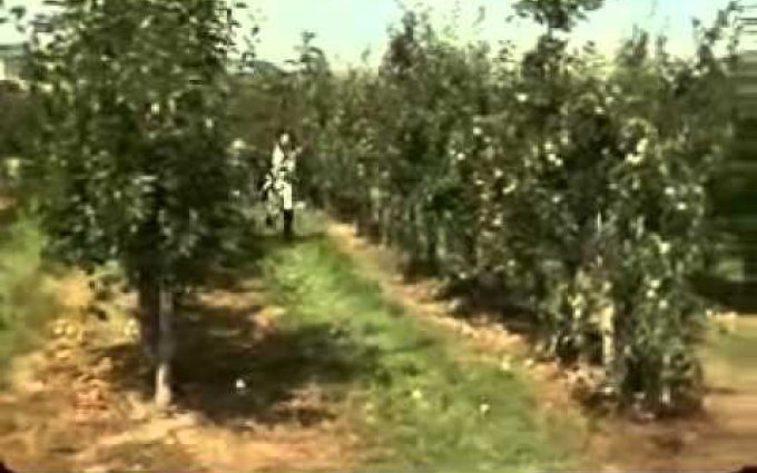 Svatba na bitevním poli (2008) - ukázka