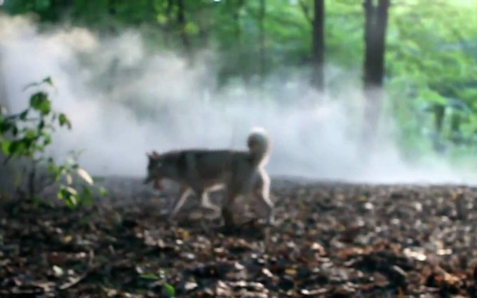 Zapaska Nespodivano [official video]