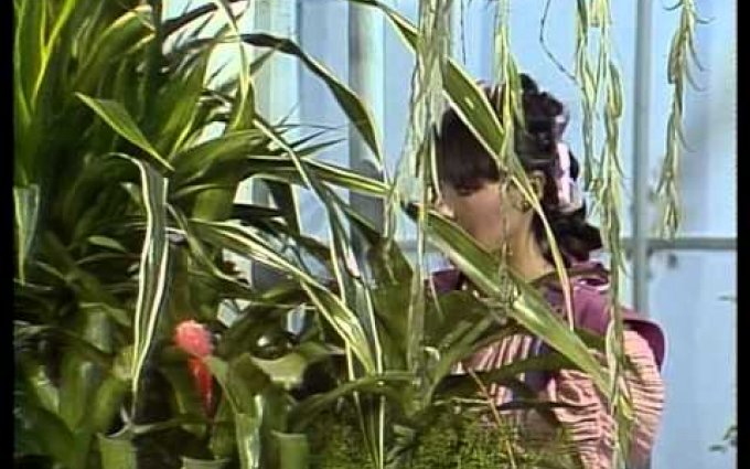 Dva růžové plátky