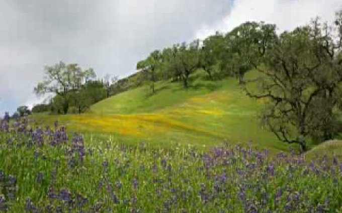 Bach - Double Violin Concerto in D minor 2nd movement, Largo