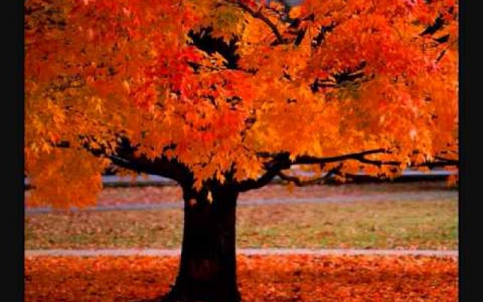 Four Seasons ~ Vivaldi