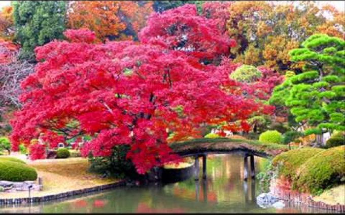 H. a P. Ulrychovi a Javory - Javory