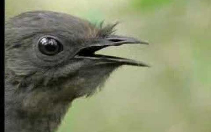 Amazing! Bird sounds from the lyre bird - David Attenborough  - BBC wildlife