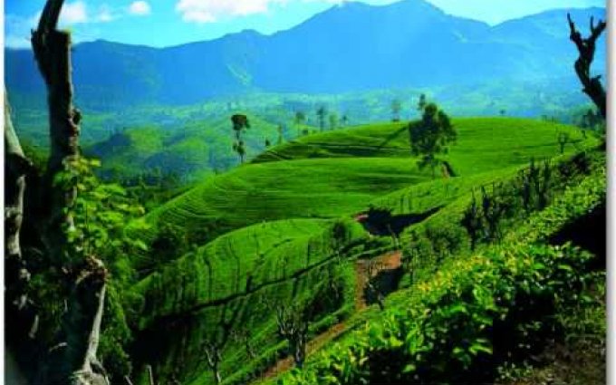 Lenka Filipová  - V šálku čaje na Srí Lanku