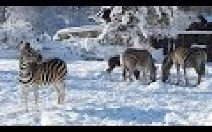 ZOO Liberec - 6.ledna 2015