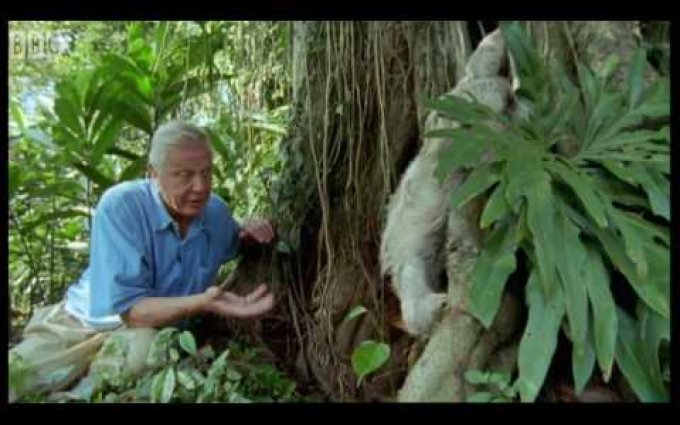 Attenborough: Saying Boo to a Sloth! - BBC Earth