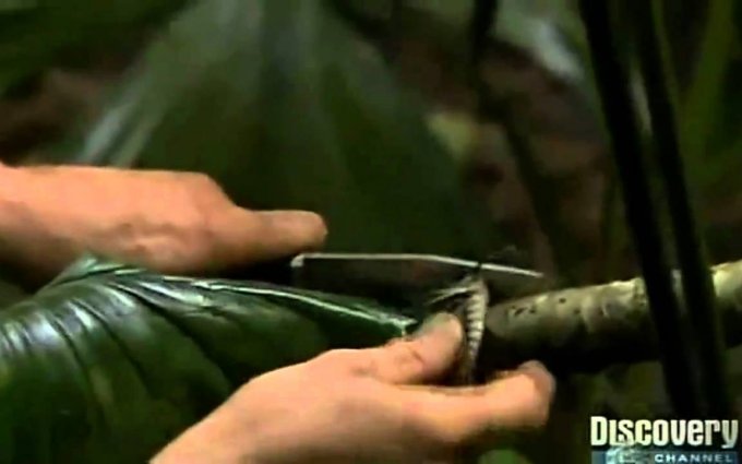 Bear Grylls mangia una Cavalletta gigante - Giant Grasshopper