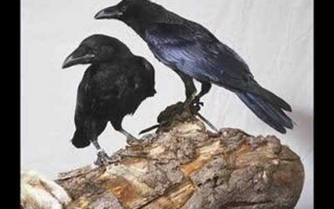 Asonance - Dva Havrani