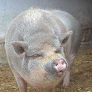 Obrázek