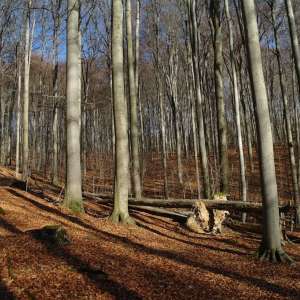 Obrázek