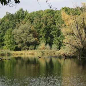 Obrázek