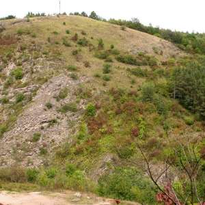 Obrázek