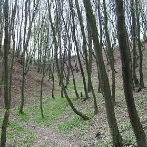 Obrázek