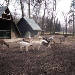 Obrázek
